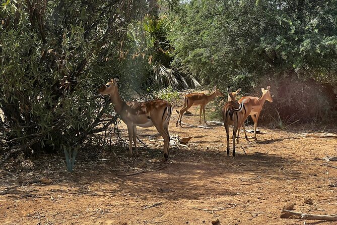 2 Days Amboseli National Park Safari - Day two: an early Kilimanjaro attempt
