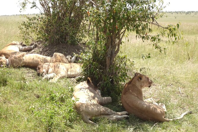 2 Days Amboseli National Park Safari - Leaving Nairobi for Amboseli