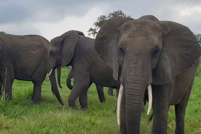 2 Days Mikumi National Park Safari From Dar es salaam or Zanzibar - Meals, accommodation, and what you pay for