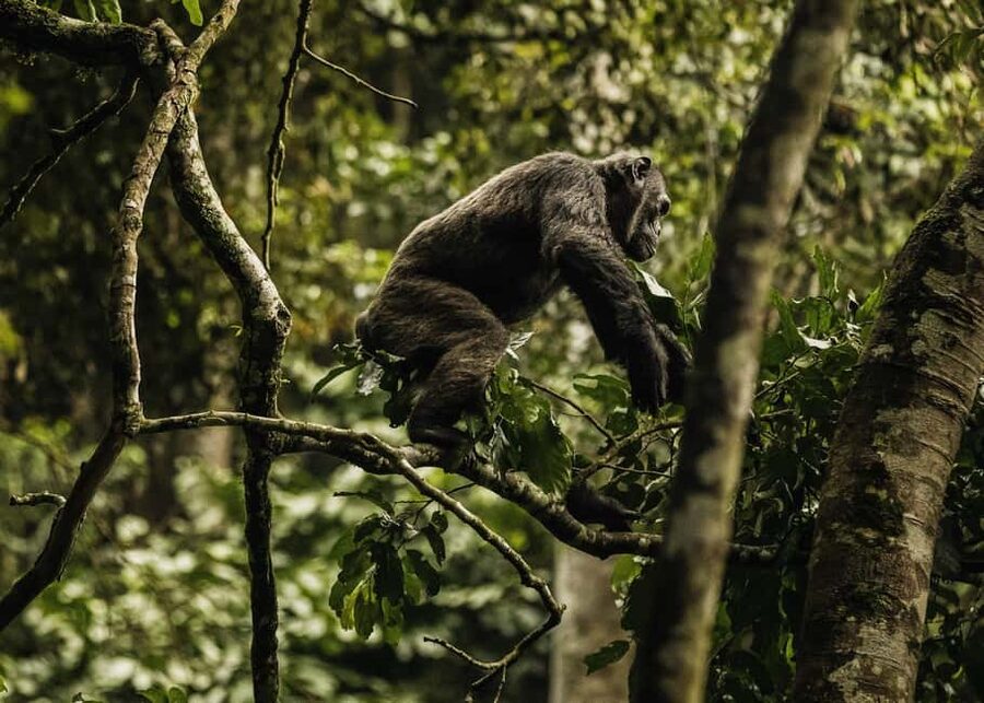 2 Days Nyungwe National Park Tours -Chimp-Canopy-Waterfall - A cultural stop before the forest