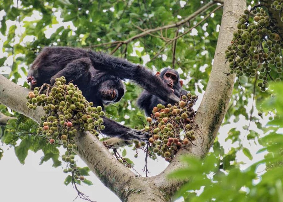 2 Days Nyungwe National Park Tours -Chimp-Canopy-Waterfall - Tea fields and the trail to Ndambarare Waterfall