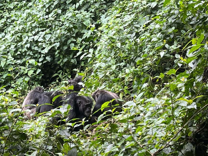 2 Days Nyungwe National Park Tours -Chimp-Canopy-Waterfall - Practical preparation for the forest