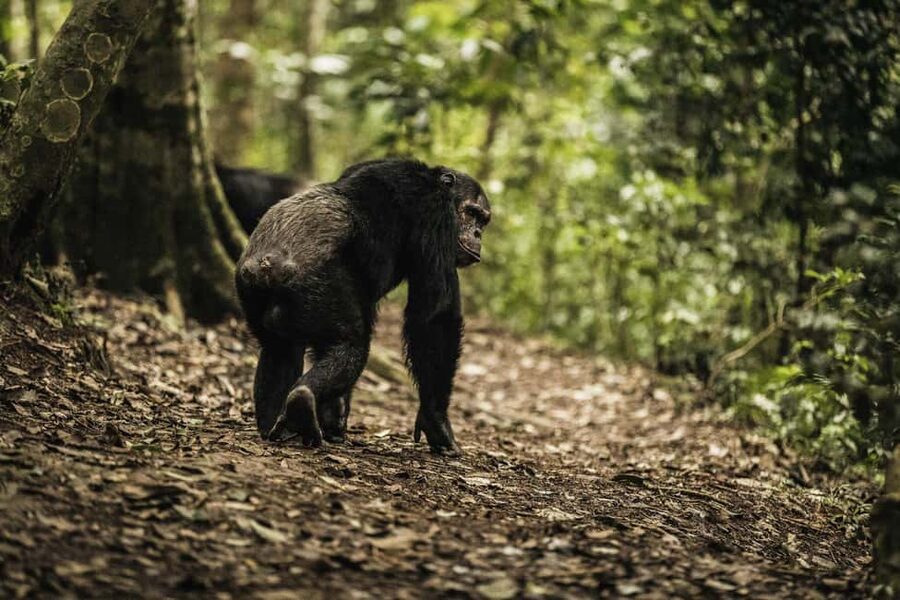 2 Days Nyungwe National Park Tours -Chimp-Canopy-Waterfall - Arriving in Nyungwe and taking the canopy walkway