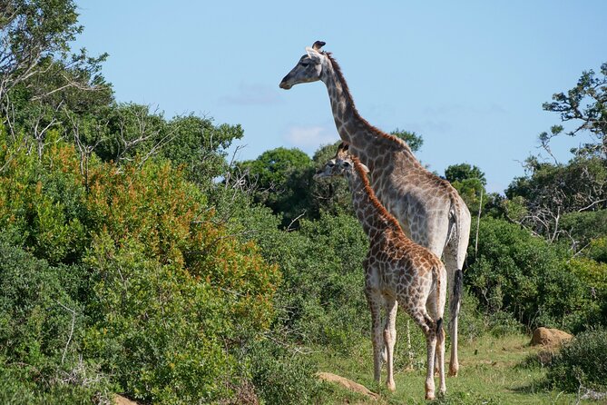 2 days Pilanesberg national park luxury safari - Why Pilanesberg works for a short safari