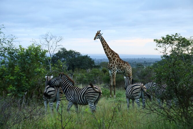 2 days Pilanesberg national park luxury safari - The sunset drive: three hours in an open safari vehicle