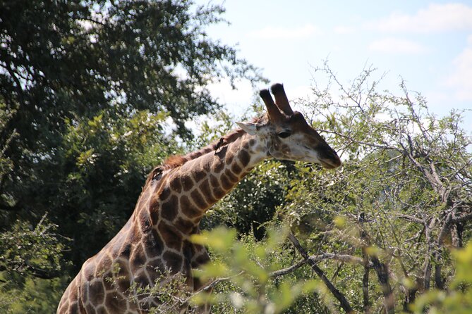 2 days Pilanesberg national park luxury safari - Day two: an early start and a second chance