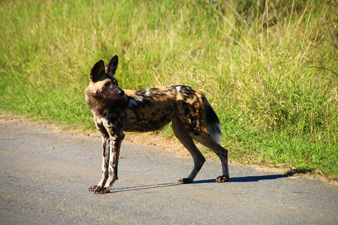2 days Pilanesberg national park luxury safari - Open vehicle or private air-conditioned car?