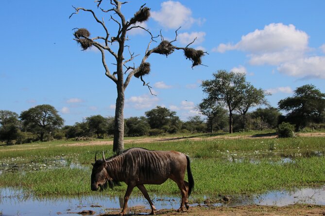 2 days Pilanesberg national park luxury safari - Is $697 per person good value?