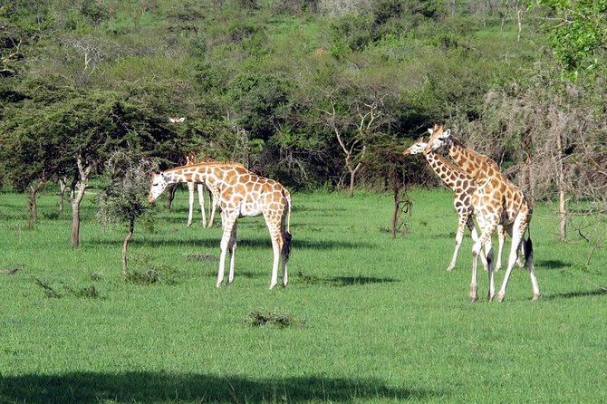 2 Days Popular Safari to Lake Mburo National Park - Why Lake Mburo fits a short Uganda itinerary