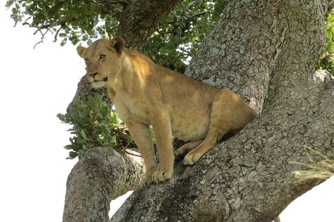 2 Days Popular Safari to Lake Mburo National Park - Lunch in Masaka before entering the park