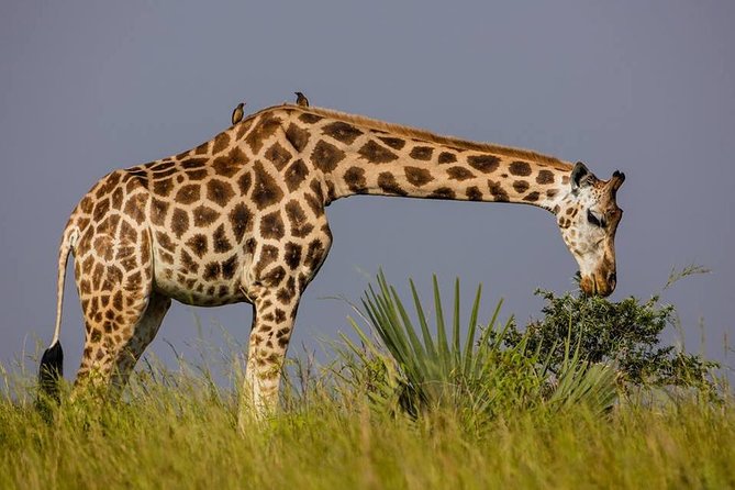 2 Days Popular Safari to Lake Mburo National Park - The early morning game drive on day two