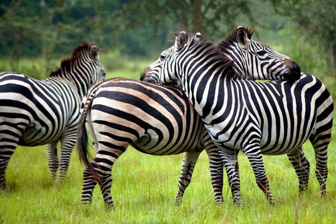 2 Days Popular Safari to Lake Mburo National Park - Mpambire Drum Village and the Kayabwe Equator