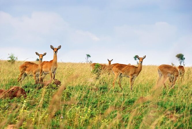 2 Days Safari To Queen Elizabeth National Park with Cruise - Key things to know before booking