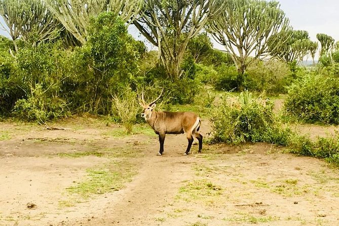 2 Days Safari To Queen Elizabeth National Park with Cruise - The Kasenyi sector morning game drive