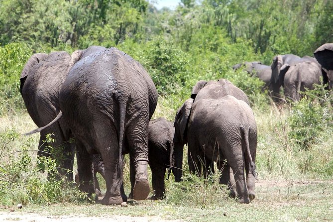 2 Days Safari To Queen Elizabeth National Park with Cruise - The return trip and Mpambire drum centre