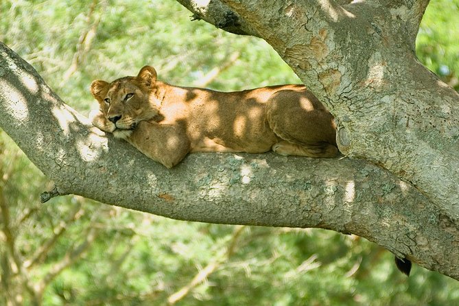 2 Days Safari To Queen Elizabeth National Park with Cruise - The 6:30 a.m. departure from Entebbe