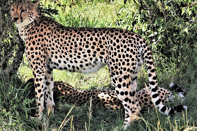 2 Days Tsavo East National Park Tour From Mombasa/Diani (1 Night) - Key things to know before booking
