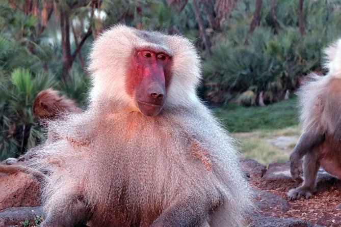 2 Days Wildlife Safari to Awash National Park - Key points before you book