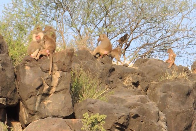 2 Days Wildlife Safari to Awash National Park - Awash River Falls, a scenic change of pace