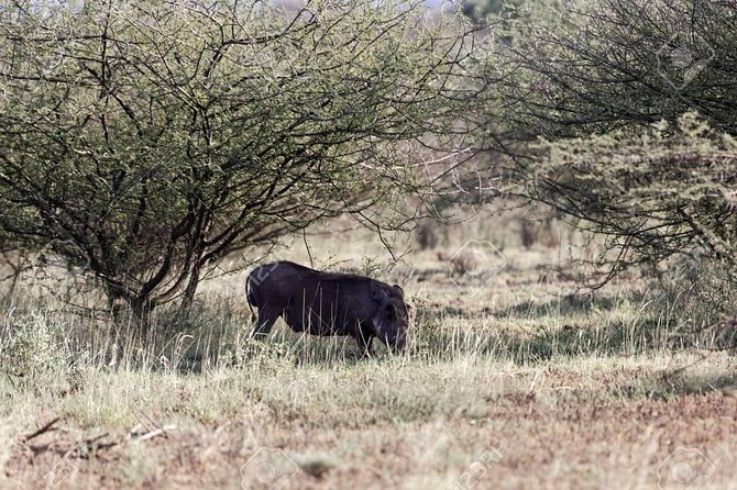 2 Days Wildlife Safari to Awash National Park - First afternoon in Awash National Park