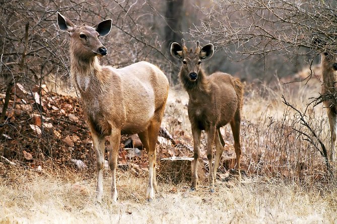 2-Night Private Ranthambore National Park and Wildlife Tour from Delhi - What this Ranthambore trip really includes