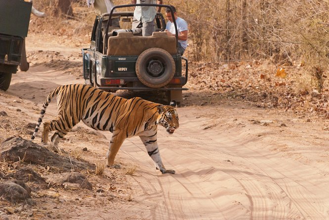 2-Night Private Ranthambore National Park and Wildlife Tour from Delhi - Day 3: Breakfast, checkout, and the return train