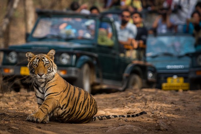 2-Night Private Ranthambore National Park and Wildlife Tour from Delhi - How the $384 price measures up