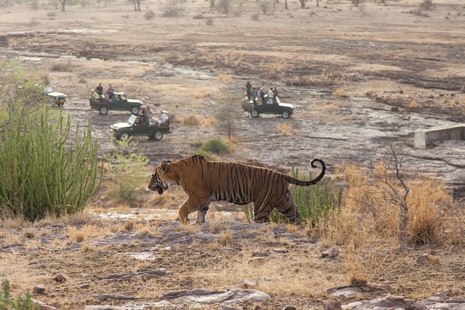 2-Night Private Ranthambore National Park and Wildlife Tour from Delhi - Arriving in Ranthambore before the first safari