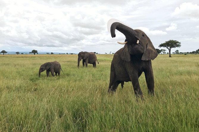 2 nights 3 days safari to mikumi national park - Five things to know before you book