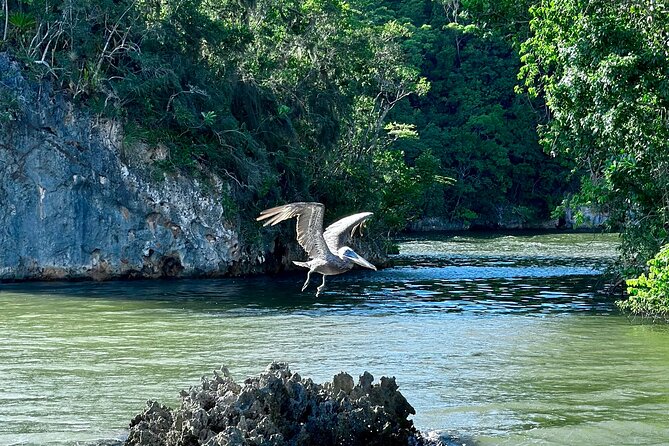 2in1: Los Haitises National Park + Yanigua Waterfall-SPA - The guide can make or break a multilingual group