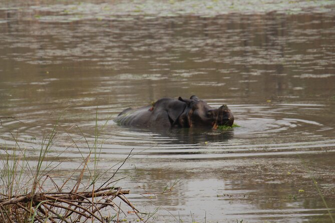 3-Day Chitwan National Park Jungle Safari Tour Package with Pick Up - Day 2: Canoe, crocodiles, birds, and jungle activity