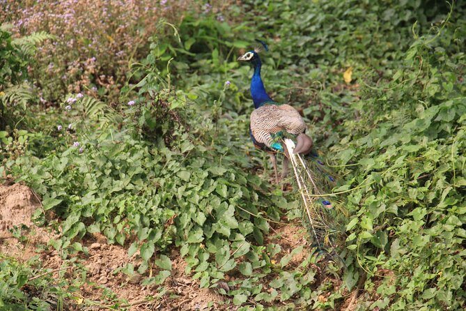 3-Day Chitwan National Park Jungle Safari Tour Package with Pick Up - Day 3: Birdwatching and the ride home
