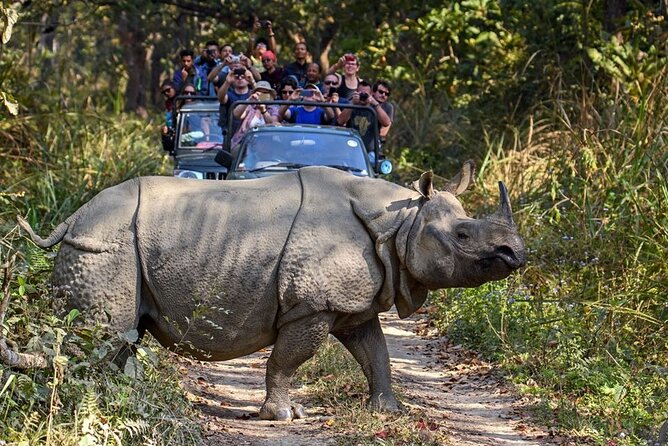 3-Day Chitwan National Park Jungle Safari Tour Package with Pick Up - Group size, guides, and solo safety