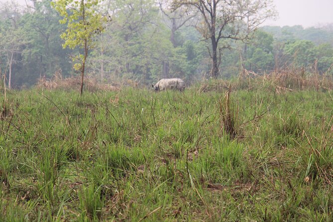 3-Day Chitwan National Park Jungle Safari Tour Package with Pick Up - Strengths and limits of the wildlife experience