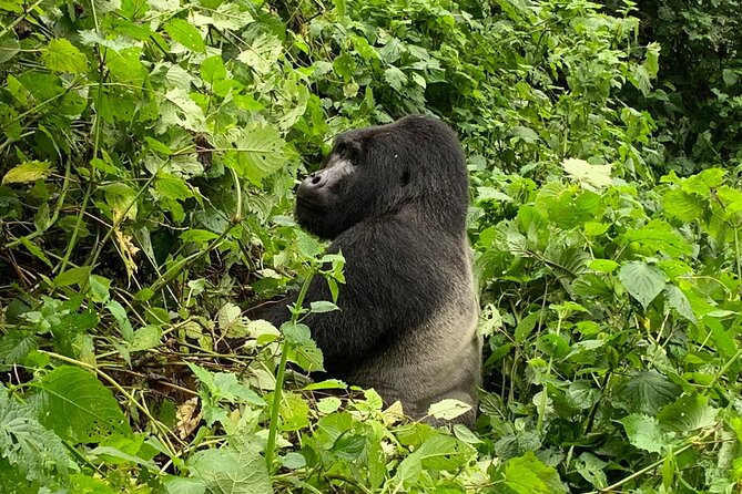 3 Day Gorilla Trek at Bwindi National Park via Kigali - Why the Kigali to Bwindi route makes sense