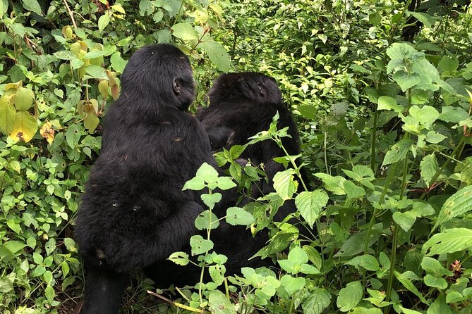 3 Day Gorilla Trek at Bwindi National Park via Kigali - Day 2: The Bwindi gorilla trek