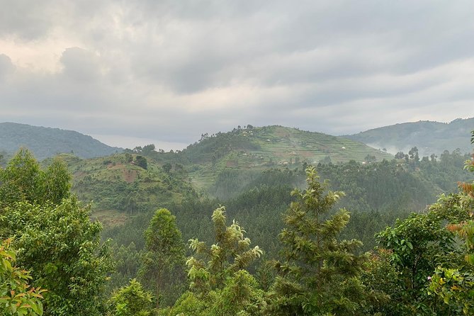 3 Day Gorilla Trek at Bwindi National Park via Kigali - Day 3: Return to Kigali, with Mgahinga as an option