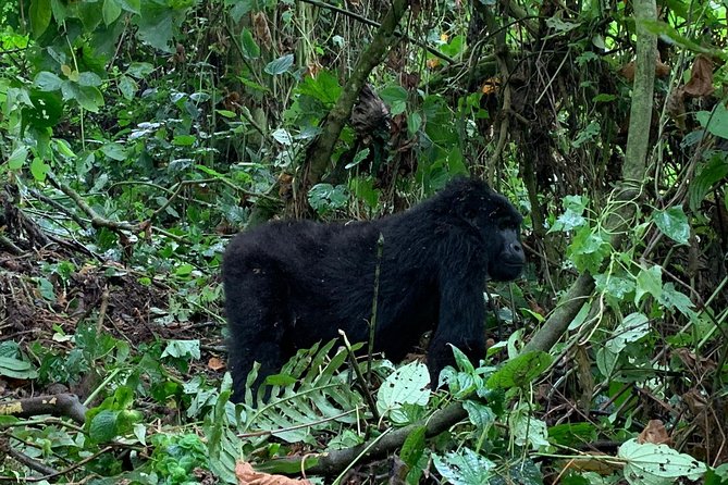 3 Day Gorilla Trek at Bwindi National Park via Kigali - Who will enjoy this three-day trek
