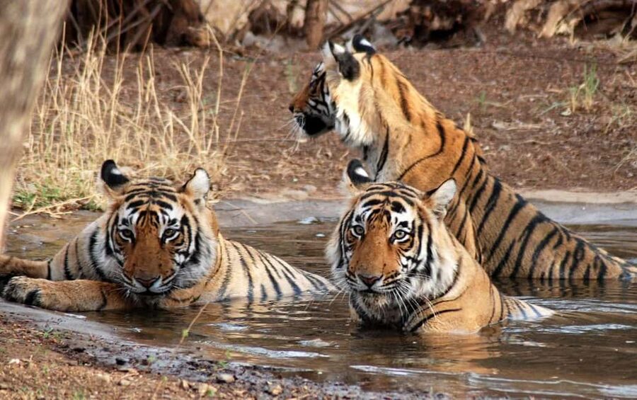 3- Day Jim Corbett National Park Tour - Key points at a glance