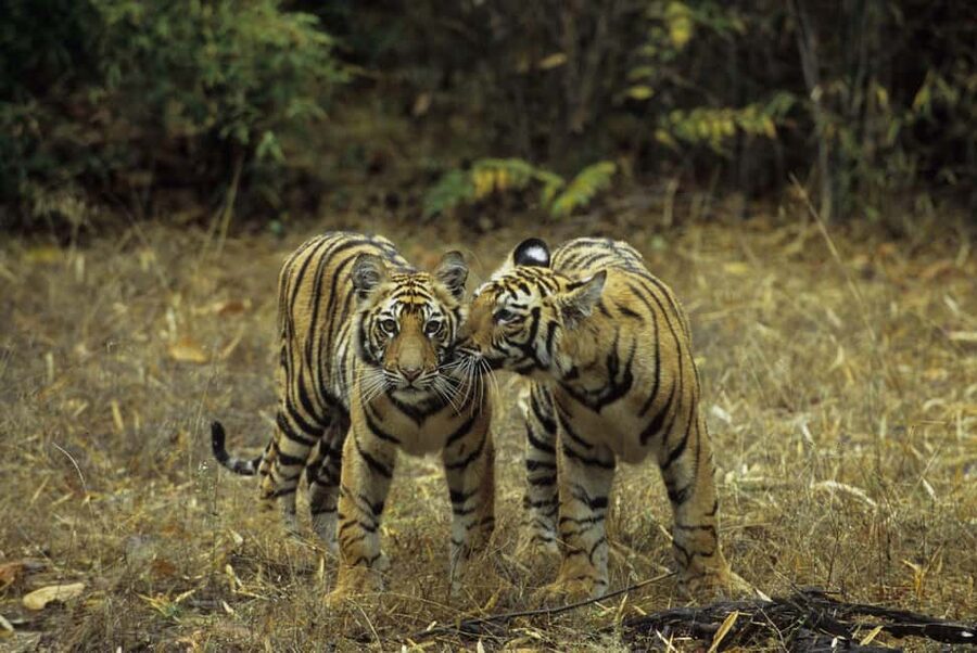 3- Day Jim Corbett National Park Tour - Why this three-day plan works