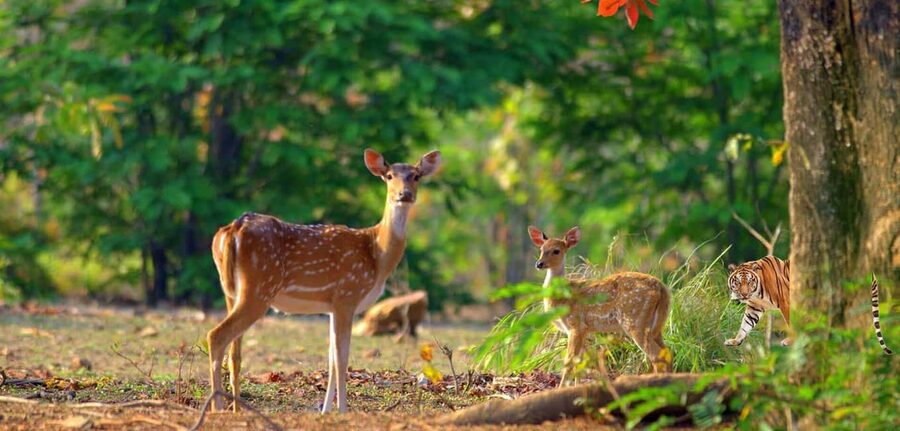 3- Day Jim Corbett National Park Tour - Day one: reaching Corbett before the afternoon safari