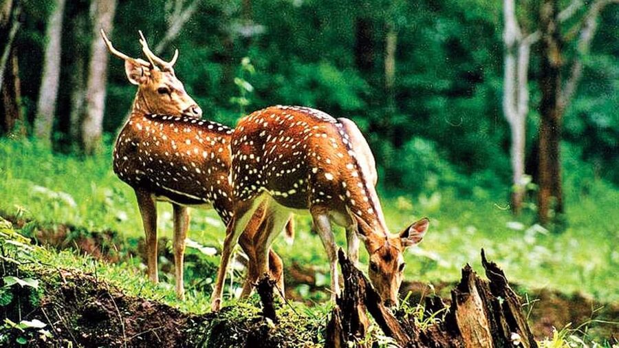 3- Day Jim Corbett National Park Tour - Safety, timing, and practical preparation