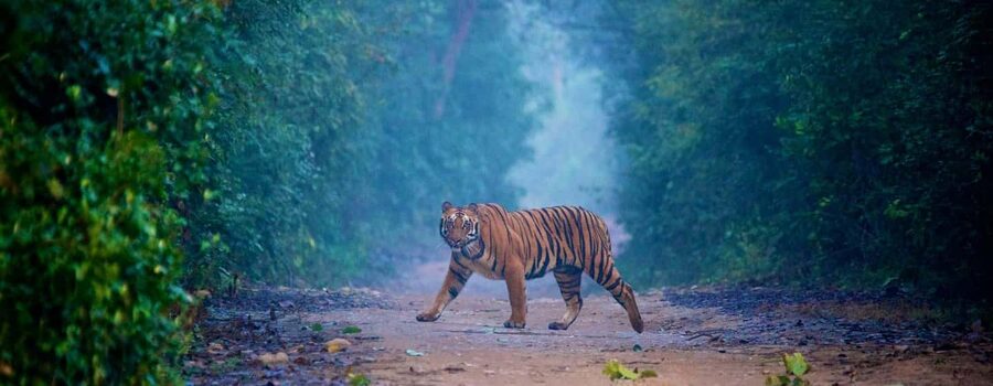 3- Day Jim Corbett National Park Tour - The Delhi drive and your private car