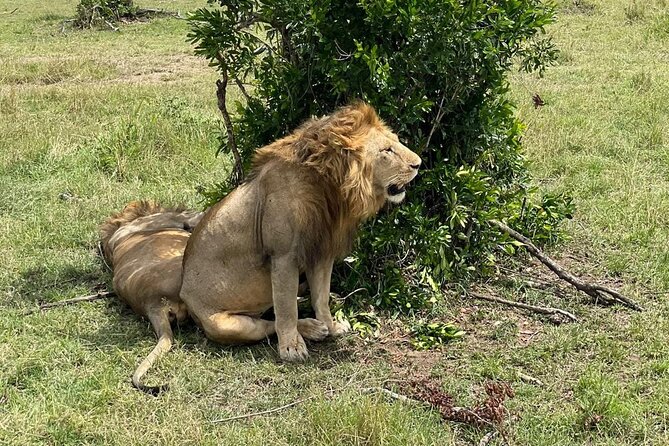 3-Day Masai Mara and Naivasha Hell's Gate National Park-Safari - First Mara game drive after lunch