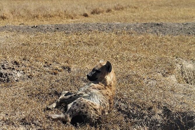 3-Day Safari Tour in two National Parks - From Diani Beach to Tsavo East by way of Mombasa