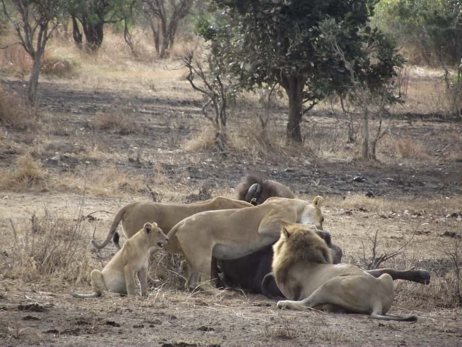 3 Days 2 Nights Amazing Masai Tour & Mikumi National Park - Key points at a glance