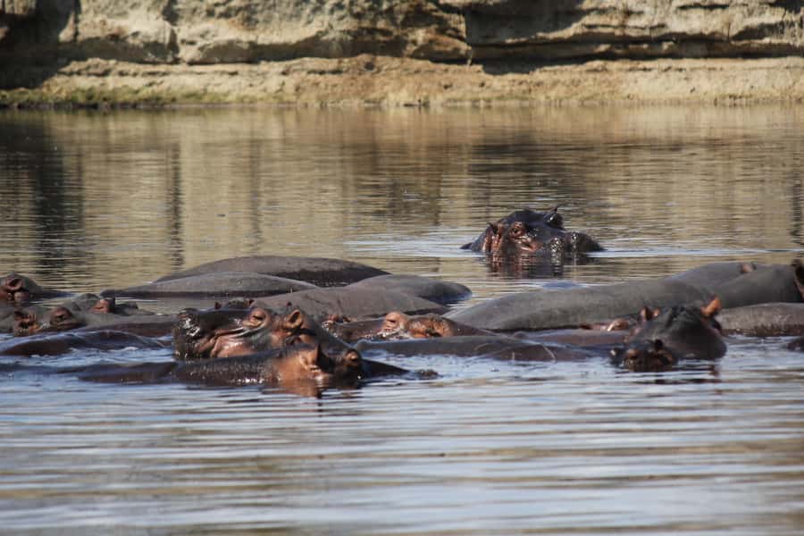 3 Days 2 Nights Amazing Masai Tour & Mikumi National Park - Day two: a full Mikumi game drive