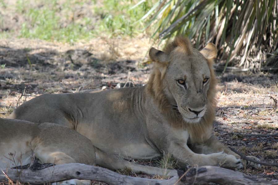 3 Days 2 Nights Amazing Masai Tour & Mikumi National Park - Day three: returning to Dar es Salaam