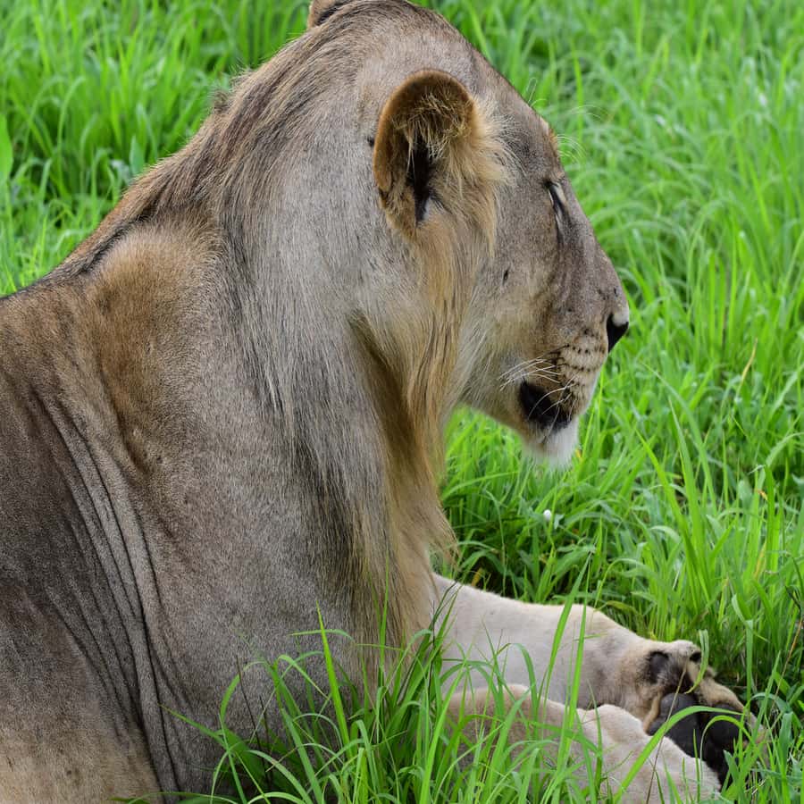 3 Days / 2 Nights Mikumi Safari by SGR Train from Zanzibar - Key points before you book