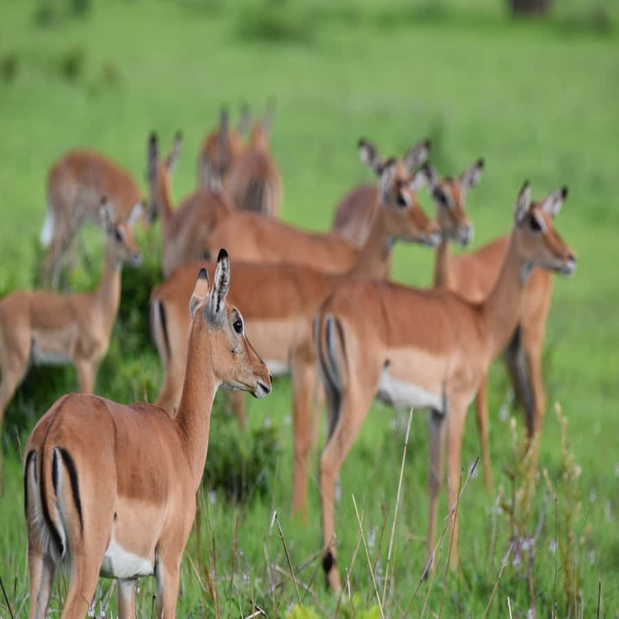 3 Days / 2 Nights Mikumi Safari by SGR Train from Zanzibar - Day 2: A full day among Mikumi’s wildlife